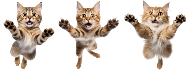collection of happy playful cat jumping in air. cheerful cats playing isolated on transparent background