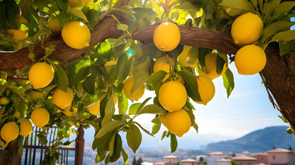 Lemons growing in a sunny garden on Amalfi coast in Italy