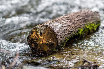 A small, weathered tree stump rests in a river, captured in a close-up photo. The blurred background adds an atmospheric touch to this tranquil scene