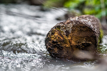 A small, weathered tree stump rests in a river, captured in a close-up photo. The blurred background adds an atmospheric touch to this tranquil scene