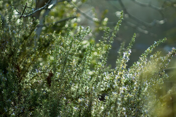 Lush greenery basks in soft light, foregrounding vibrant plants while a dreamy blur of trees sets a tranquil backdrop, nature's symphony in radiant harmony