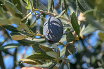 branches of olive trees on an autumn day in Northern Cyprus 8