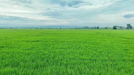View of a green rice field on a cloudy day