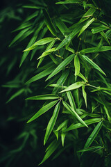Obraz premium Green forest bamboo macro as background, with empty copy space