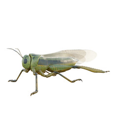grasshopper isolated on white background