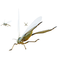 grasshopper isolated on white background