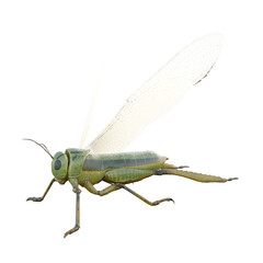 grasshopper isolated on white background