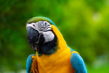 Blue and Yellow Macaw  bird