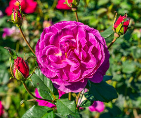 Red Rose Macro