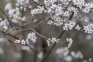 An almond tree closeup reveals delicate blossoms and textured bark, while the background softly blurs, creating a dreamlike setting that highlights nature's intricate beauty