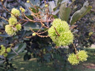 Hairy fruit (rambutan), so called because the skin of this fruit is like hair. This nutrient-rich rambutan fruit is still unripe and green.