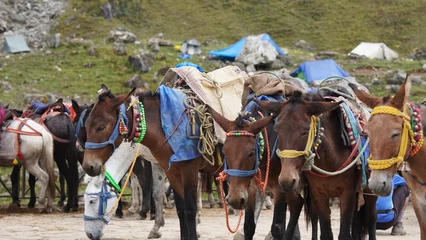 Zelfklevend Fotobehang photograph of many donkey of uttrakhnd for carrying the luggage © FireFXStudio