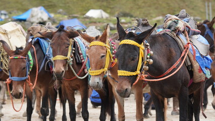 many donkey of uttrakhnd for carrying the luggage of tourist
