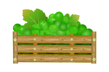 Bunches of green grapes in wooden box. Crate of garden fresh juicy grape. Full case with ripe berries.Vineyard fruits harvest.Winery, winemaking, eco farm, transportation, drinks design element.Vector