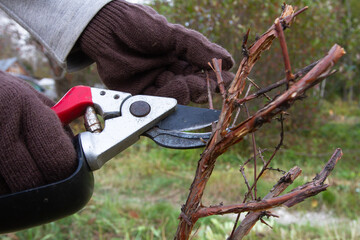 a gardener prunes a branch of honeysuckle with a pruner