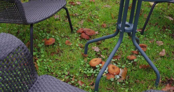 mushrooms under tables and chairs in the garden