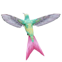 hummingbird isolated on white