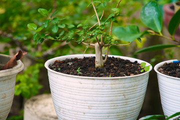 bonsai in a white pot