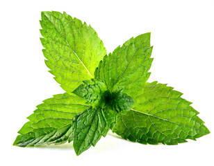 Mint  isolated on white background, cutout