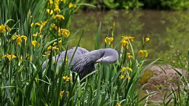 The Blue Crane, Grus paradisea, is an endangered bird specie endemic to Southern Africa. It is the national bird of South Africa