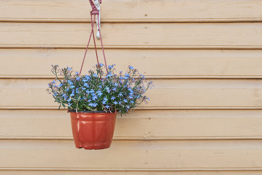 Blooming blue Lobelia ampel on wooden house facade
