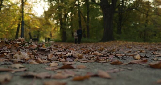 Senior People Walking Through A Park Full Of Colorful Leaves Without Focus, Slow Motion, Fall Season, Autumn