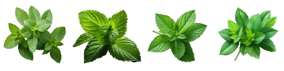 fresh mint leaves Hyperrealistic Highly Detailed Isolated On Transparent Background Png File