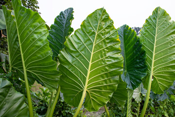Green Alocasia or Elephant ear  tree plant Natural Texture background