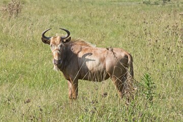 A lone golden wildebeest