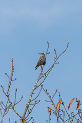 Kundschafter oder ein einsame Star