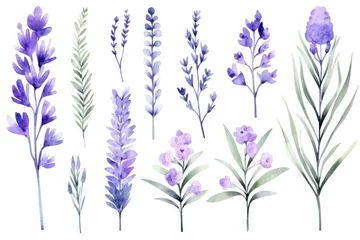 Foto op Plexiglas Background watercolor summer purple illustration provence flower plant herbal floral violet nature © SHOTPRIME STUDIO