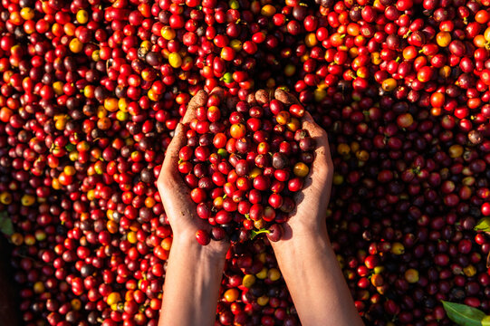hand holding dried berries coffee beans