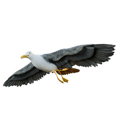 Seagulls on transparent background