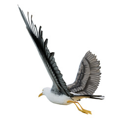 Seagulls on transparent background