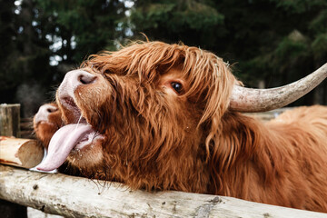 Scotland Cow of Scottish Highlander Cattle in Contact Zoo. Funny Cow with Tongue out in National Park. - obrazy, fototapety, plakaty