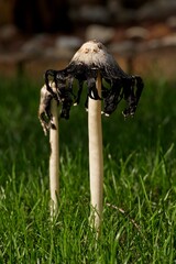 Inky-cap mushroom in late afternoon sun on lawn