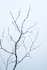 Fototapeta na wymiar Minimalist Winter: Bare Branches Against Sky