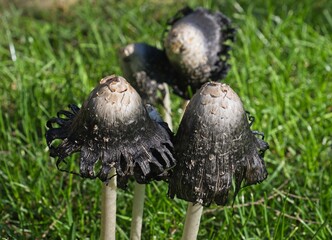 Inky-cap mushroom turning black with maturity © Pierre Lombard