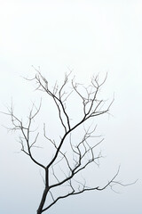Minimalist Winter: Bare Branches Against Sky
