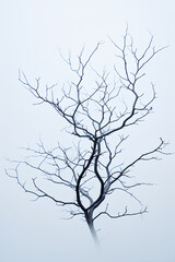 Obraz premium Minimalist Winter: Bare Branches Against Sky