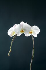 Fototapeta na wymiar Closeup of a white orchid on a green-blue background.