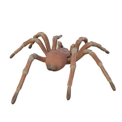 tarantula on transparent background