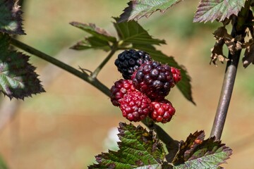 Blackberries nearly ripe on plant