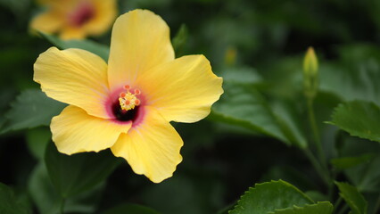 Yellow Hibiscus rosa-sinensis with blurred green leaf background, for: presentation, greeting, quote, special occasion