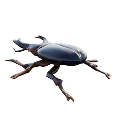 beetle on transparent background