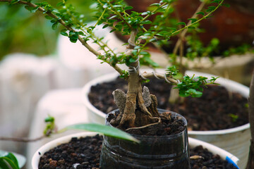 Young Form bonsai curves using wire