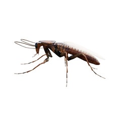 cockroach isolated on white