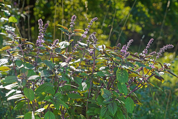 Strauchbasilikum bl&uuml;ht