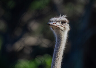 Ostrich (Struthio camelus) Striding Across the Savanna