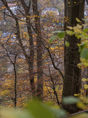 Marburg, Marbach blick durch den Herbstwald auf verdeckte Häuser am Hang 